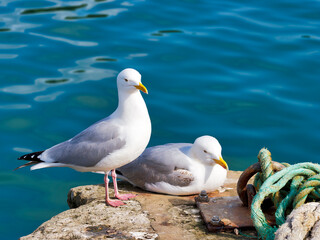 Herring gulls at Lyme Regis harbour against calm blue waters with boat ropes and lines