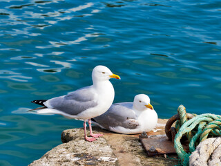 Herring gulls at Lyme Regis harbour against calm blue waters with boat ropes and lines