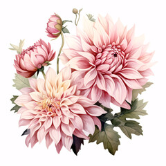 Pink watercolor dahlias with buds and leaves isolated on white background.