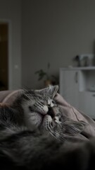 Close-up of a Gray Kitten's Face Sleeping on Knees in a Cozy Apartment