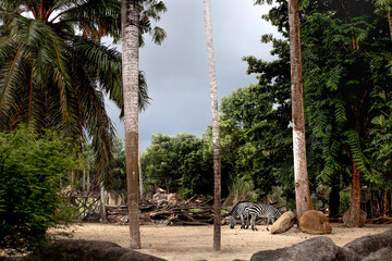 Zebras walking before a thunderstorm in rainforest