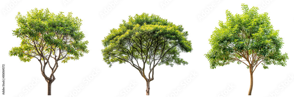 Poster top of the large trees collection with different shapes isolated on white or transparent background,