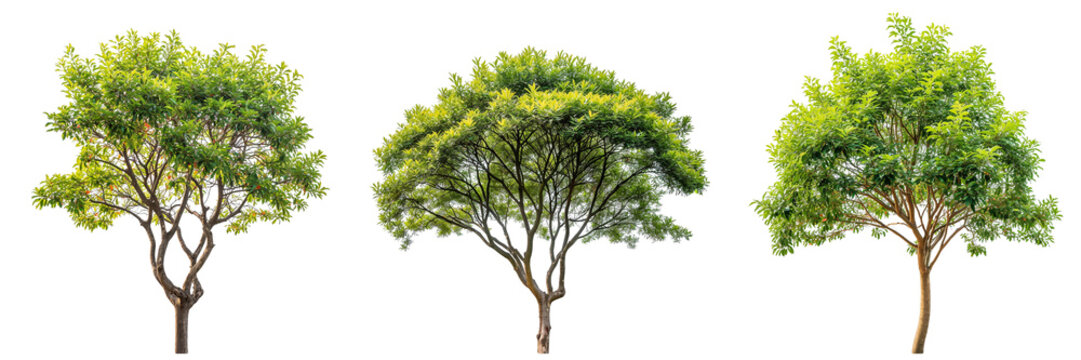 Top of the large trees collection with different shapes isolated on white or transparent background, 3d rendering