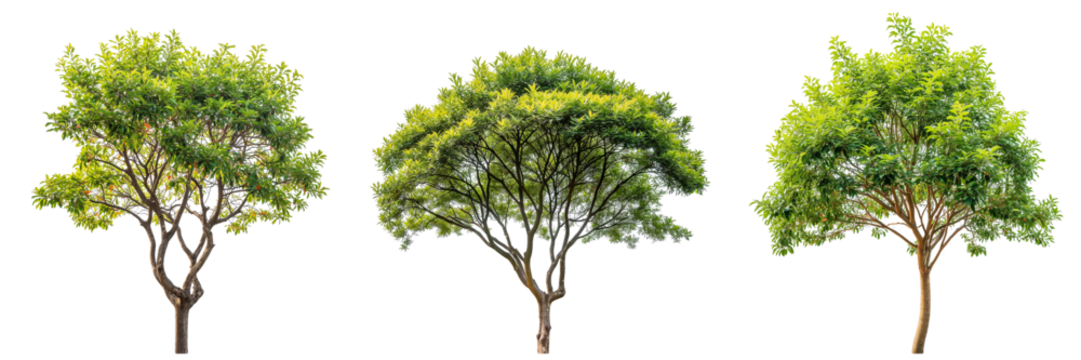 Top of the large trees collection with different shapes isolated on white or transparent background, 3d rendering