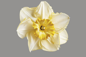  Close-Up of a Yellow and White Daffodil on a Grey Background
