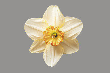 Close-Up of a Yellow Daffodil on a Grey Background