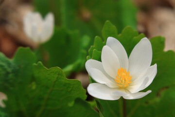 白い花のクローズアップ