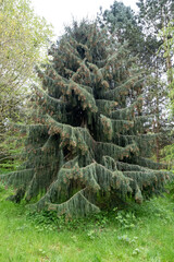 Fir tree with drooping branches and cascading pinecones 