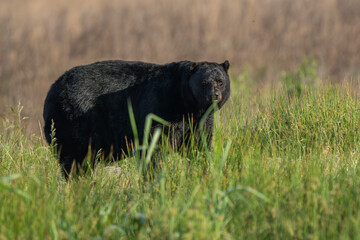 black bear in the grass