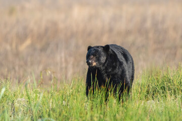 Fototapeta premium black bear in the grass
