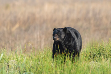black bear in the grass