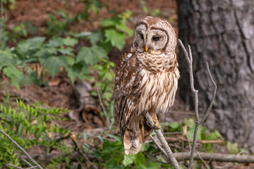 owl in the woods