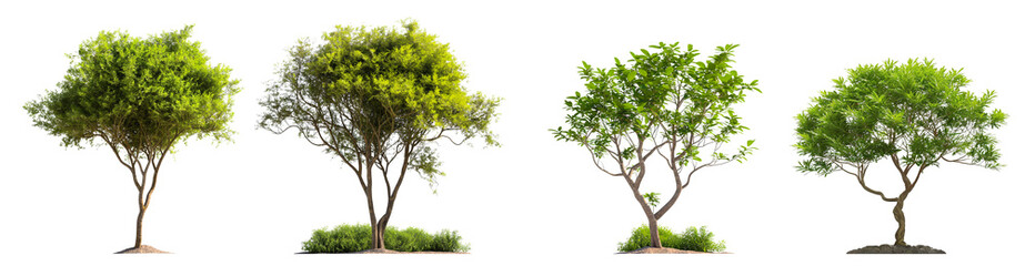 Obraz premium Set of transparent trees with soil in different styles isolated on white background, 3d rendering