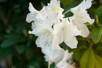 colorful wonderful azaleas with a deliberately blurred background