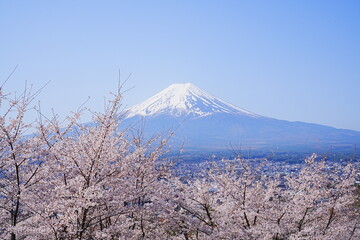Mt. Fuji with Cherry Blossom or Pink Sakura Flower over Blue Sky in Yamanashi, Japan - 日本 山梨県 新倉山浅間公園 春の桜 富士山