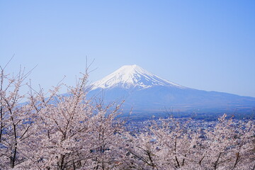 Mt. Fuji with Cherry Blossom or Pink Sakura Flower over Blue Sky in Yamanashi, Japan - 日本 山梨県 新倉山浅間公園 春の桜 富士山