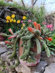 Chamaecereus silvestrii is a species of cactus from northwestern Argentina and Bolivia. it has been called the peanut cactus.