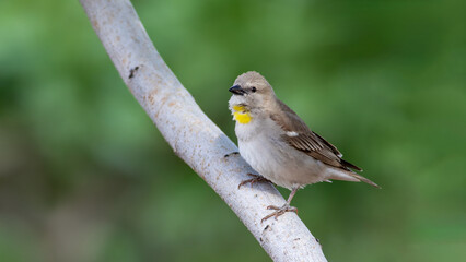 Yellow-throated Sparrow