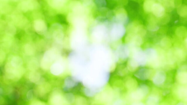 新緑のアウトフォーカス、玉ボケの背景素材。
