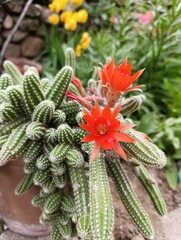 Chamaecereus silvestrii is a species of cactus from northwestern Argentina and Bolivia. it has been called the peanut cactus.