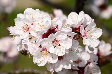 Spring picture - blooming apricot flowers in an orchard