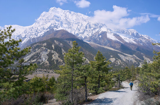 A mail tourist on a trail from village Ngawal to village Manang in the Annapurna Circuit trek, Nepal. Mountain chains at the background. Plantation of apple trees for wine industry in Manang valley. 