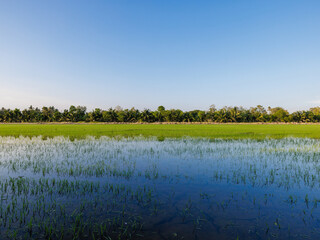 Young rice field flooded