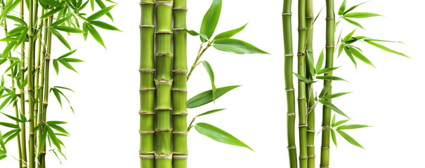 Bamboo plant,Isolated on a white background,