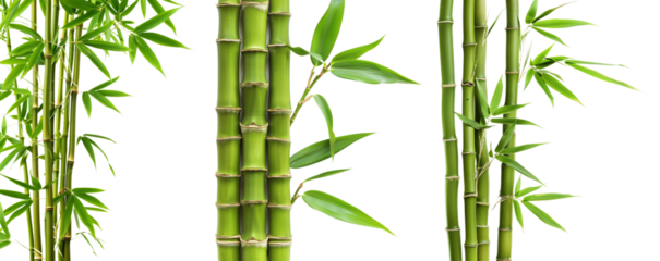 Bamboo plant,Isolated on a white background,