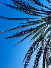 Palm leaves on blue background in sunlight. Tenerife. Canary Island. Vertical
