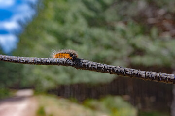 A processionary caterpillar in the green needles of a fir tree against a plain blue sky background