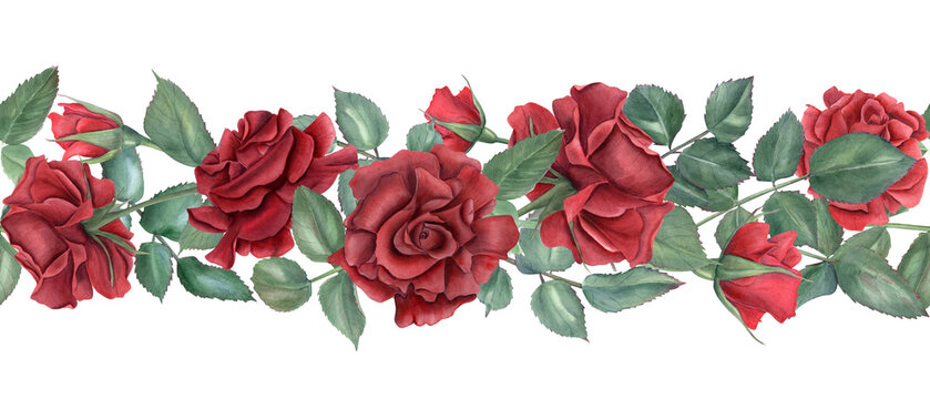 Border with red roses. Ruby flowers and green leaves. Intertwining rose stems with buds. Blooming summer plants. Seamless ornate. Watercolor illustration for wedding design, memorial day decor