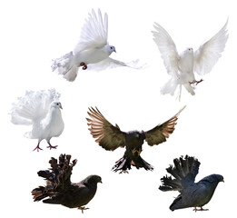 six isolated black and white pigeons with lush tails