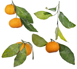 ripe orange tangerines and leaves group on white