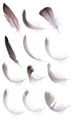 detailed twelve grey isolated feathers