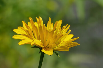 Yellow chrysanthemum against a soft background.