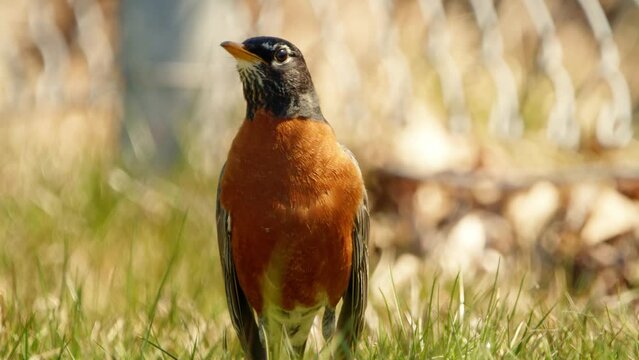 North American Robin Songbird Walking and Hopping in Spring on Grass in Lawn.As it walks and hops, robin tilts its head occasionally, listening for the faintest rustle of insects or the whisper wind