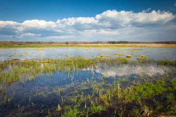 Flooded meadow with flowers, April view in Czulczyce, eastern Poland
