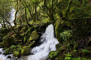 River and waterfalls. Landscape of a forest with a small river, rocks and very lush vegetation