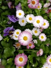 Bellis perennis the daisy, is a European species of the family Asteraceae, often considered the archetypal species of the name daisy © Abdulkadir