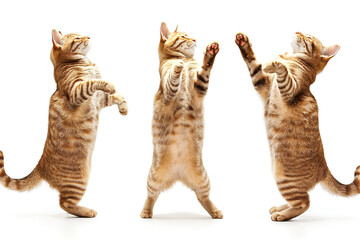Fototapeta premium Cute cat having fun in front of white background, isolated image. Photo session in the studio.