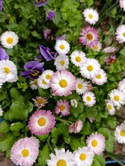 Bellis perennis the daisy, is a European species of the family Asteraceae, often considered the archetypal species of the name daisy © Abdulkadir