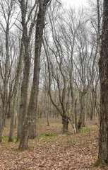 Obraz premium cloudy spring day in the woods of the quabbin reservoir