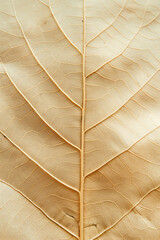 Leaf texture close up background in neutral colors. Pastel beige textured surface of leaves with veins. Autumn aesthetic printable paper backdrop.