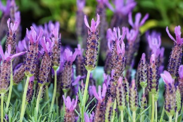 Lavandula Stoechas. Purple flowers of Lavandula Stoechas Anouk. French Lavender or Butterfly...