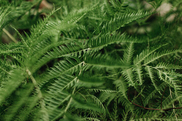 Bright green wild tropical plants. Natural exotic summer background, wallpaper