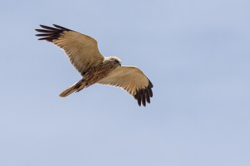 Eine Rohrweihe (Circus aeriginosus) im Flug