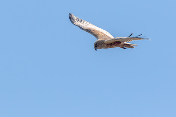 Eine Rohrweihe (Circus aeriginosus) im Flug