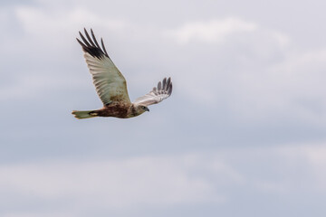Eine Rohrweihe (Circus aeriginosus) im Flug