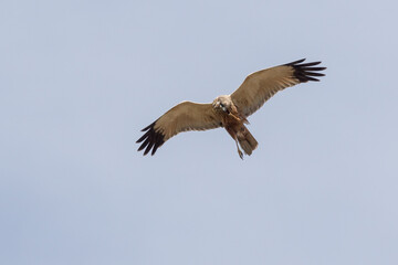 Eine Rohrweihe (Circus aeriginosus) im Flug